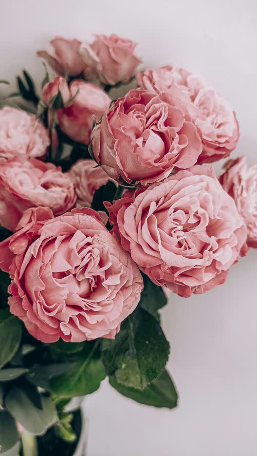Rosas rosadas (foto de demostración)